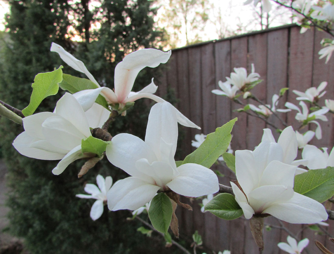 Image of Magnolia kobus specimen.