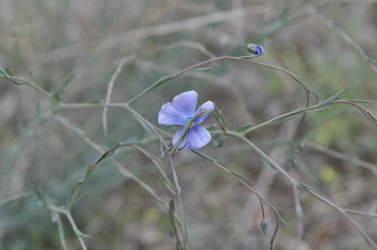 Image of genus Linum specimen.