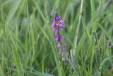 Polygala comosa