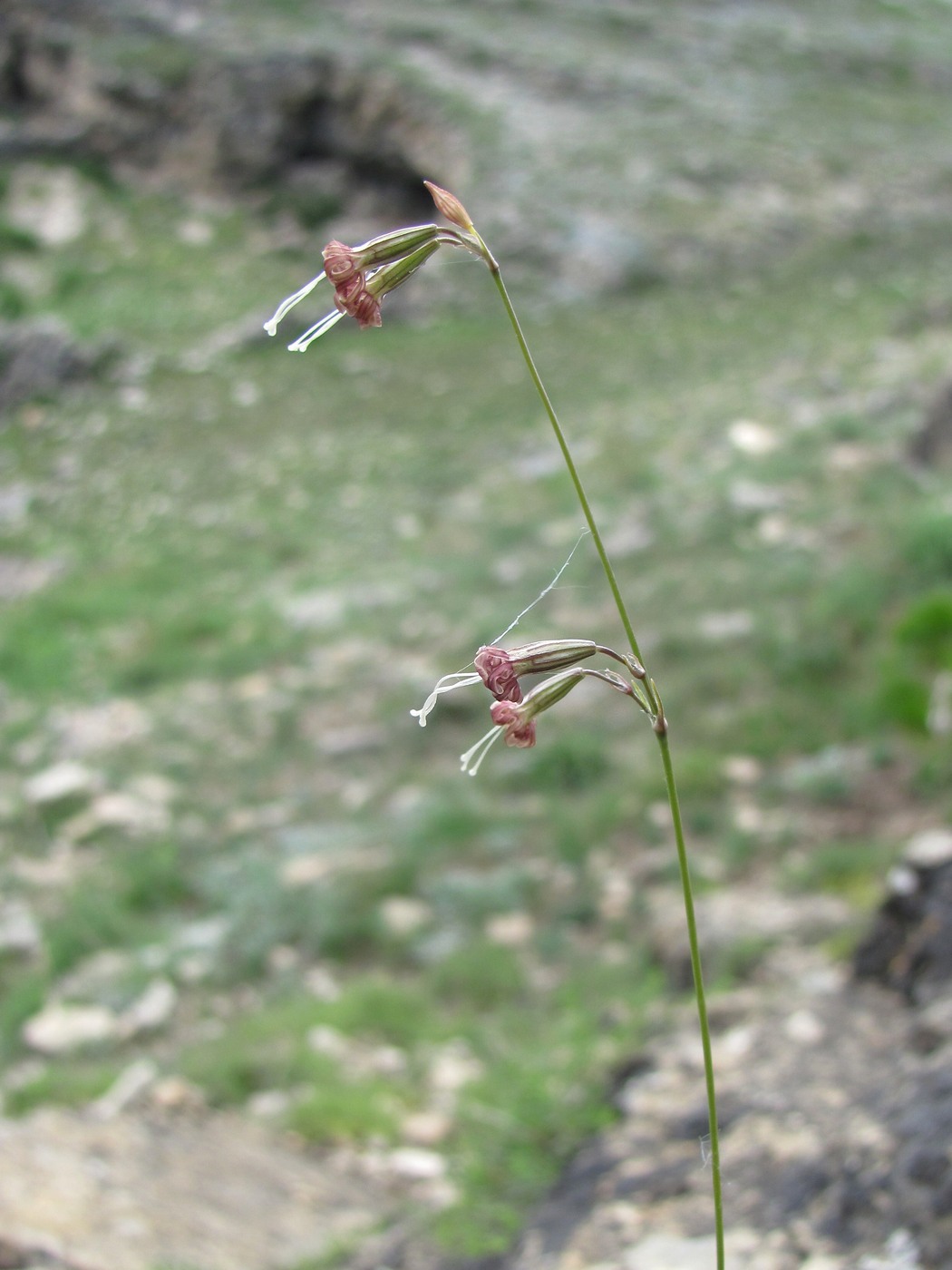 Изображение особи Silene saxatilis.