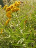 Inula germanica