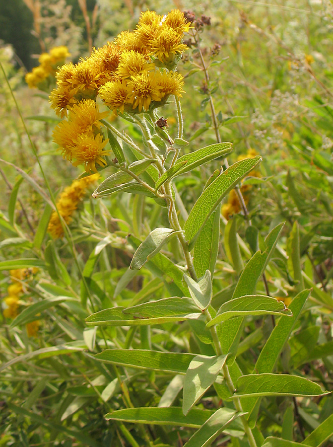 Image of Inula germanica specimen.