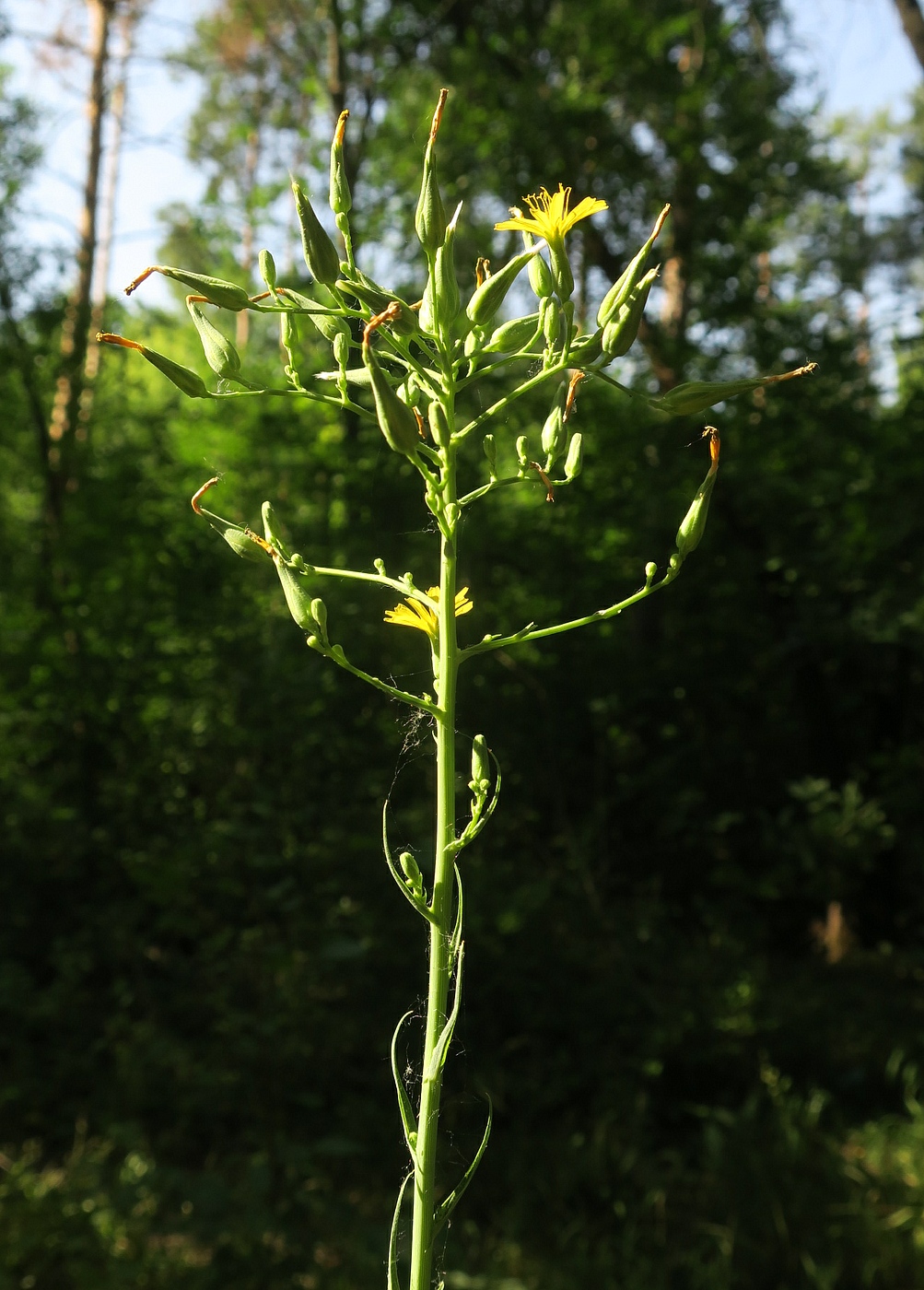 Изображение особи Lactuca chaixii.