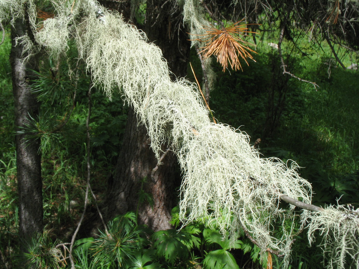 Image of genus Usnea specimen.