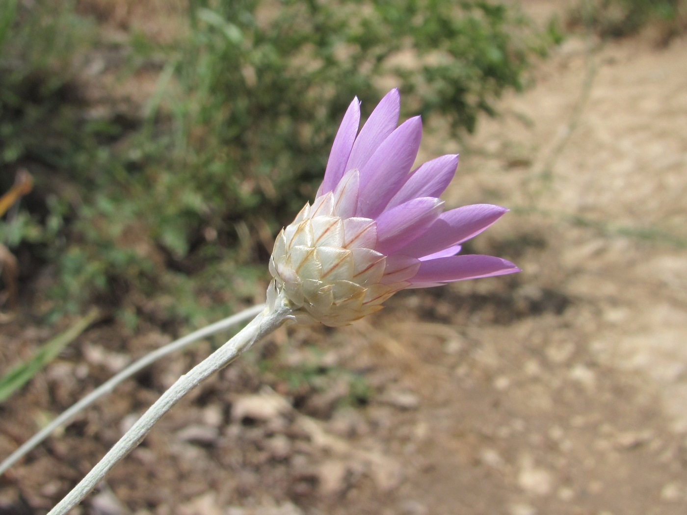 Image of Xeranthemum annuum specimen.