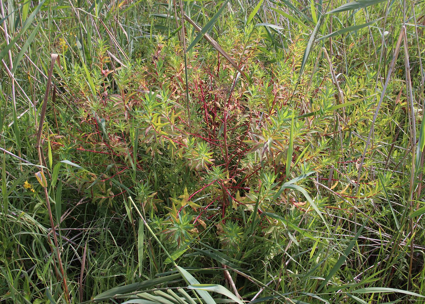 Изображение особи Euphorbia palustris.