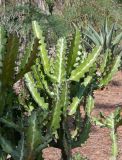 Euphorbia lactea. Ветки вегетирующего растения. Израиль, Шарон, г. Тель-Авив, ботанический сад \"Сад кактусов\". 11.09.2018.