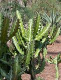 Euphorbia lactea