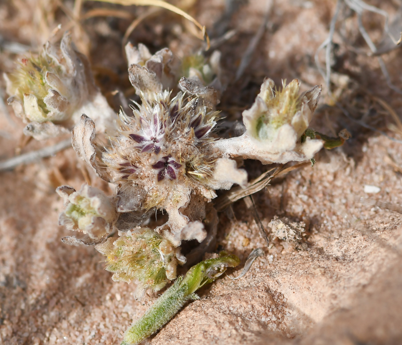 Image of Filago desertorum specimen.