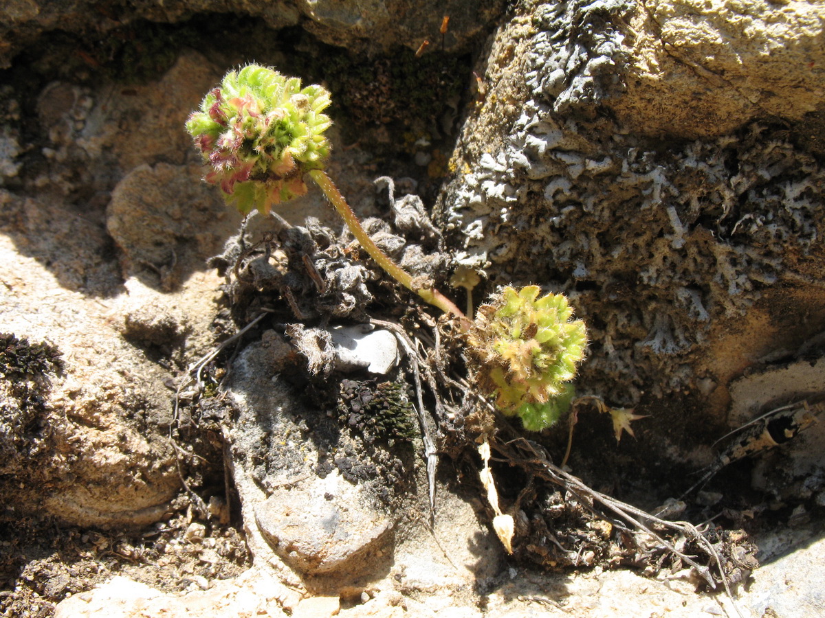 Image of Lamium amplexicaule specimen.