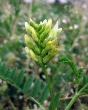 Astragalus cicer