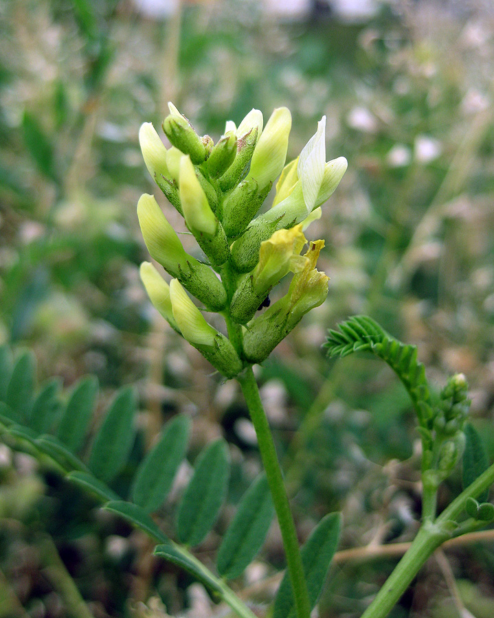 Изображение особи Astragalus cicer.