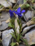 Gentianopsis ciliata. Цветущие растения. Испания, автономное сообщество Каталония, провинция Барселона, комарка Бергеда, муниципалитет Сальдес, подножие горы Педрафорка, смотровая площадка \"Гресолет\", 1557 м н.у.м., каменистый склон северной экспозиции. 22.09.2019.