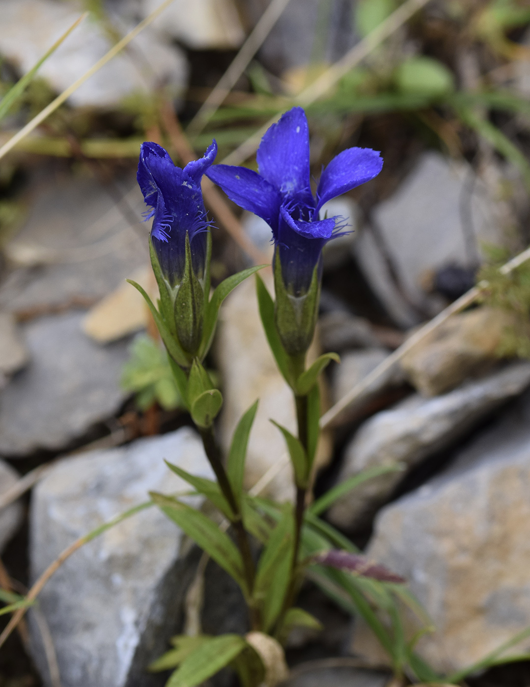 Изображение особи Gentianopsis ciliata.