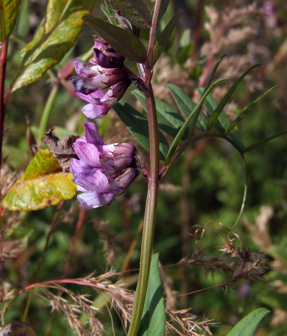 Изображение особи Vicia sepium.