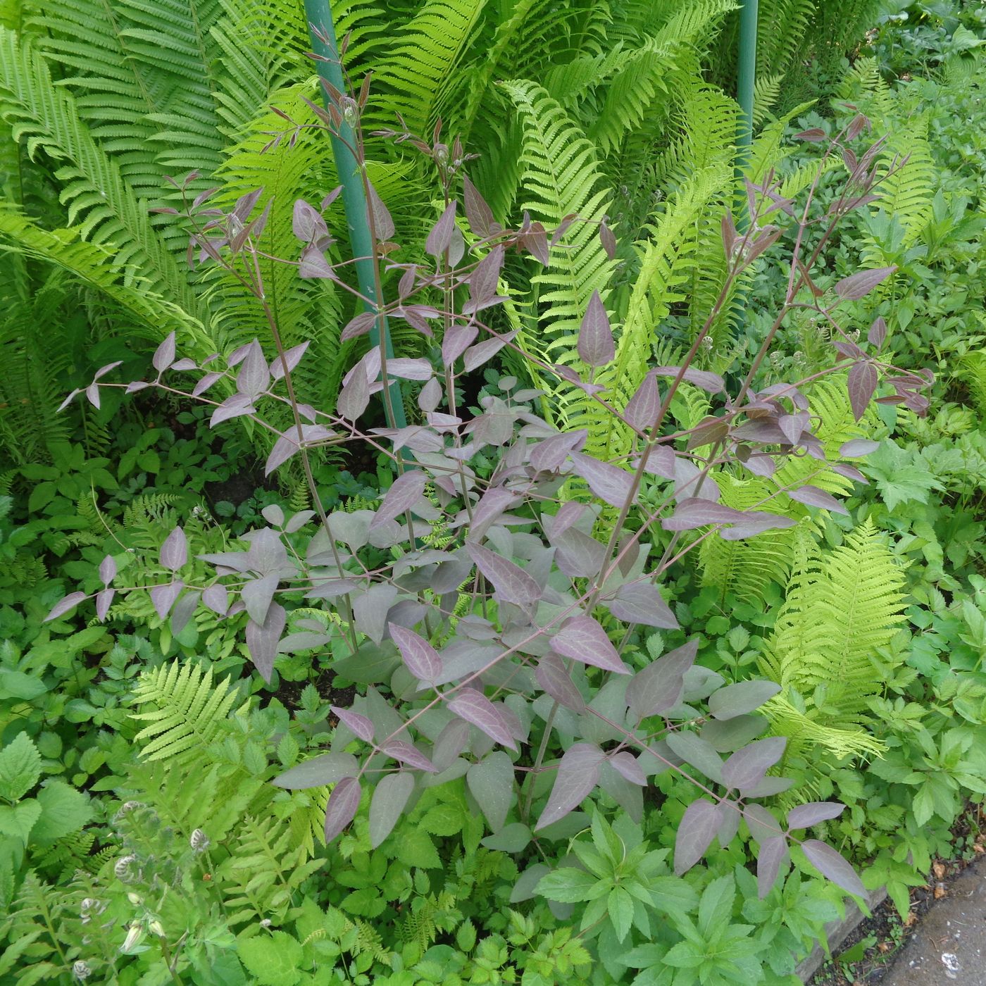 Image of Clematis recta specimen.