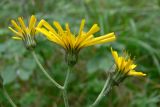 Hieracium pseudolepistoides. Часть общего соцветия. Свердловская обл., окр. г. Североуральск, сосново-еловый лес. 07.07.2019.