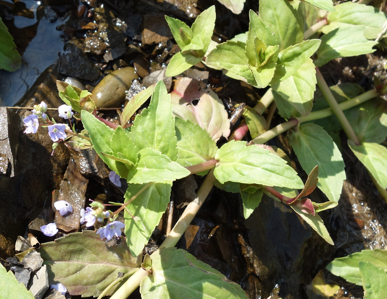 Image of Veronica americana specimen.