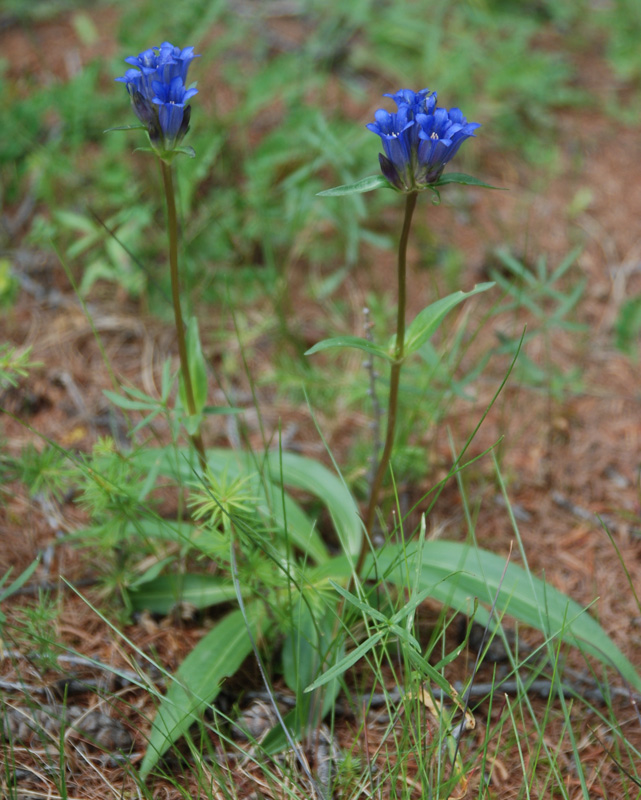 Изображение особи Gentiana decumbens.