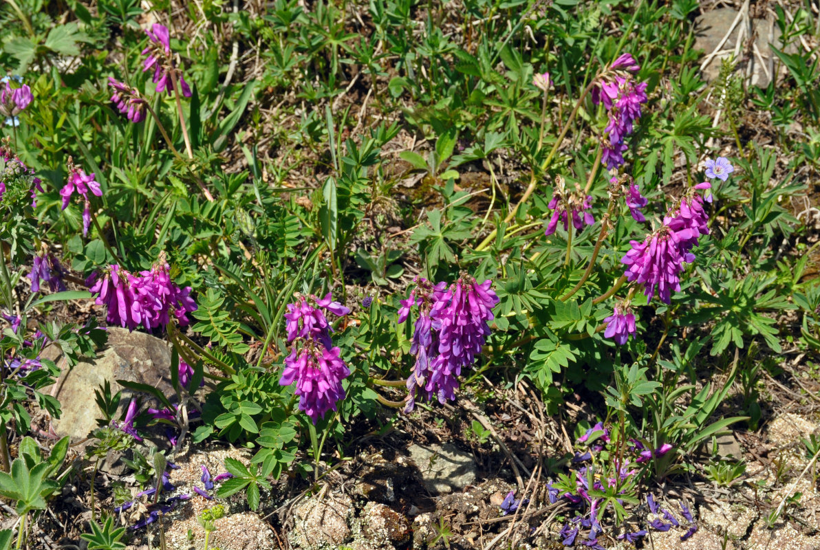 Изображение особи Hedysarum austrosibiricum.