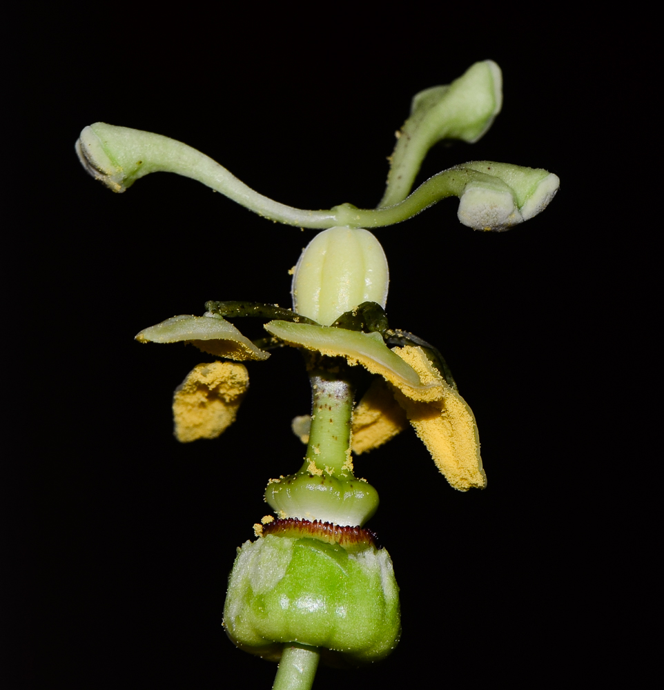 Изображение особи Passiflora edulis.