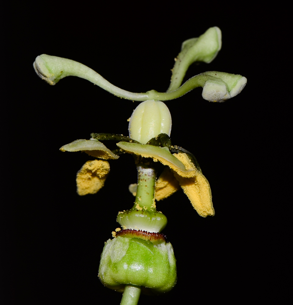 Image of Passiflora edulis specimen.