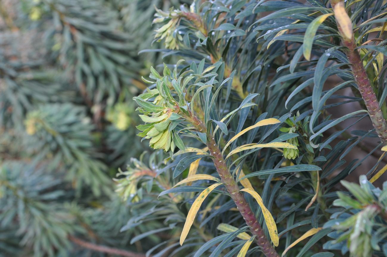 Изображение особи Euphorbia characias.