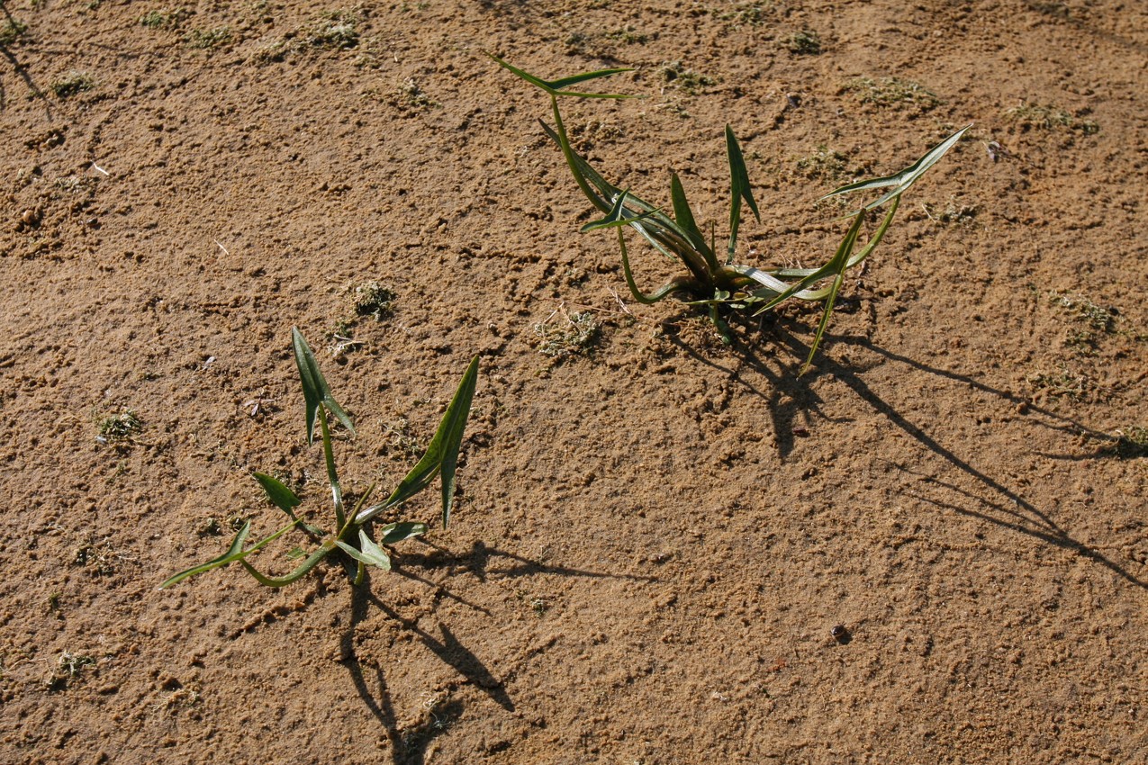 Image of Sagittaria sagittifolia specimen.