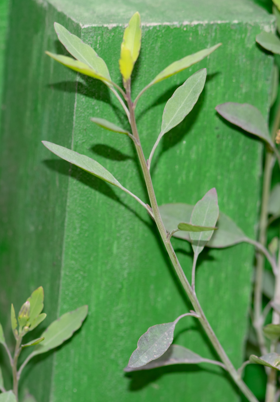 Image of Porophyllum ruderale specimen.