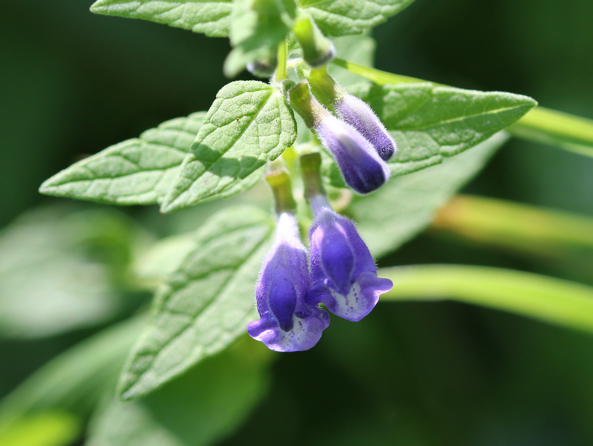 Image of Scutellaria galericulata specimen.