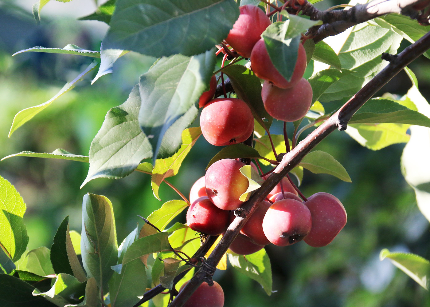 Изображение особи род Malus.