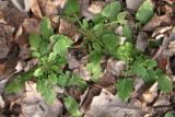 Lapsana communis