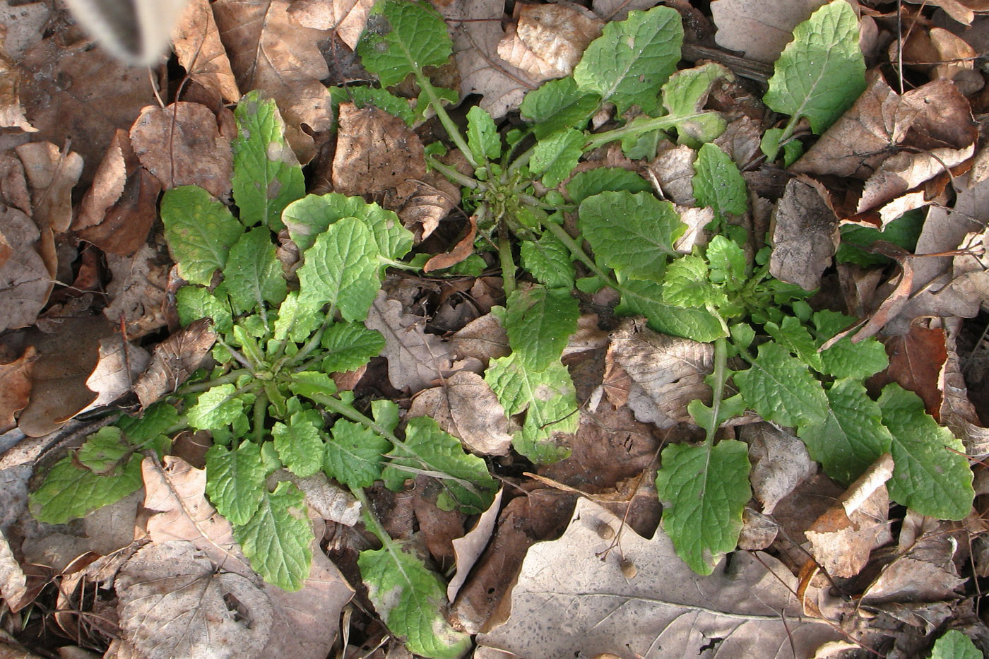 Image of Lapsana communis specimen.