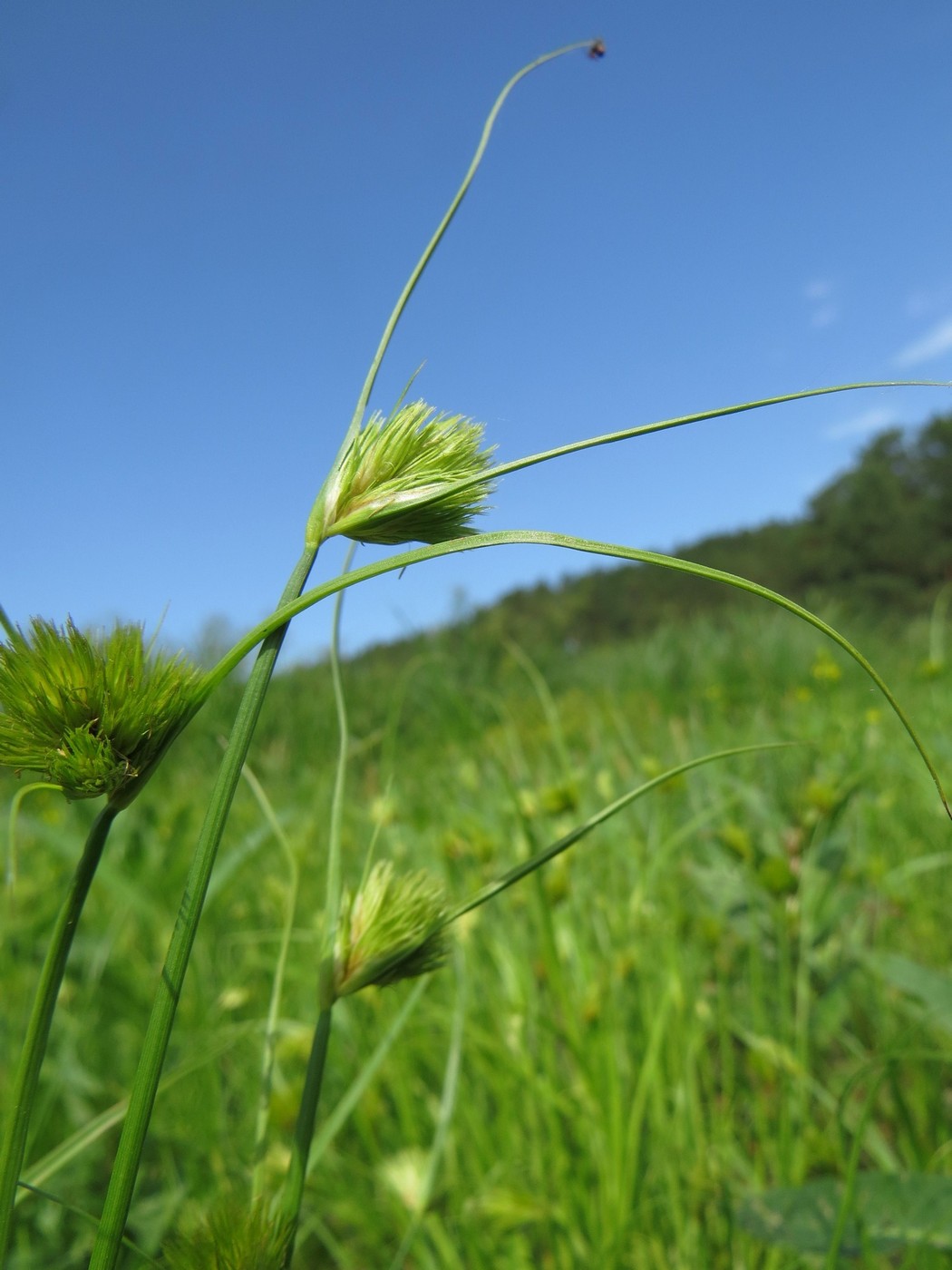 Изображение особи Carex bohemica.