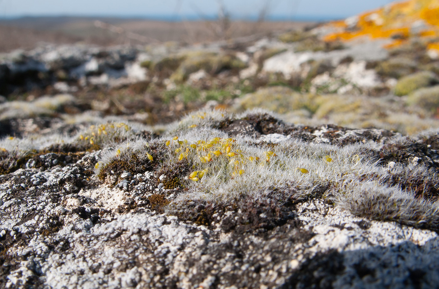 Изображение особи Grimmia pulvinata.