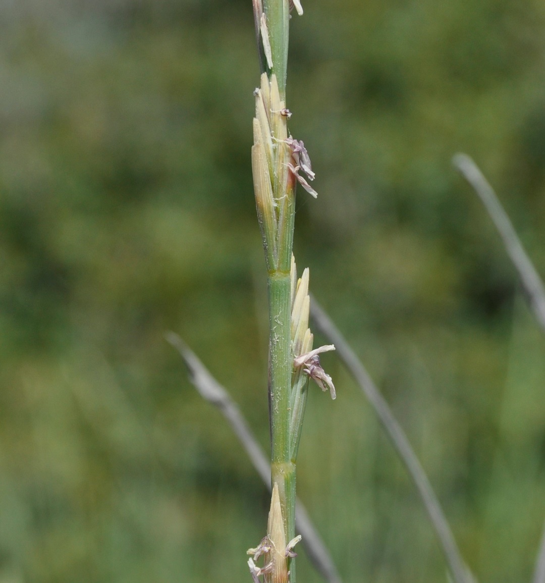 Image of Elytrigia juncea specimen.