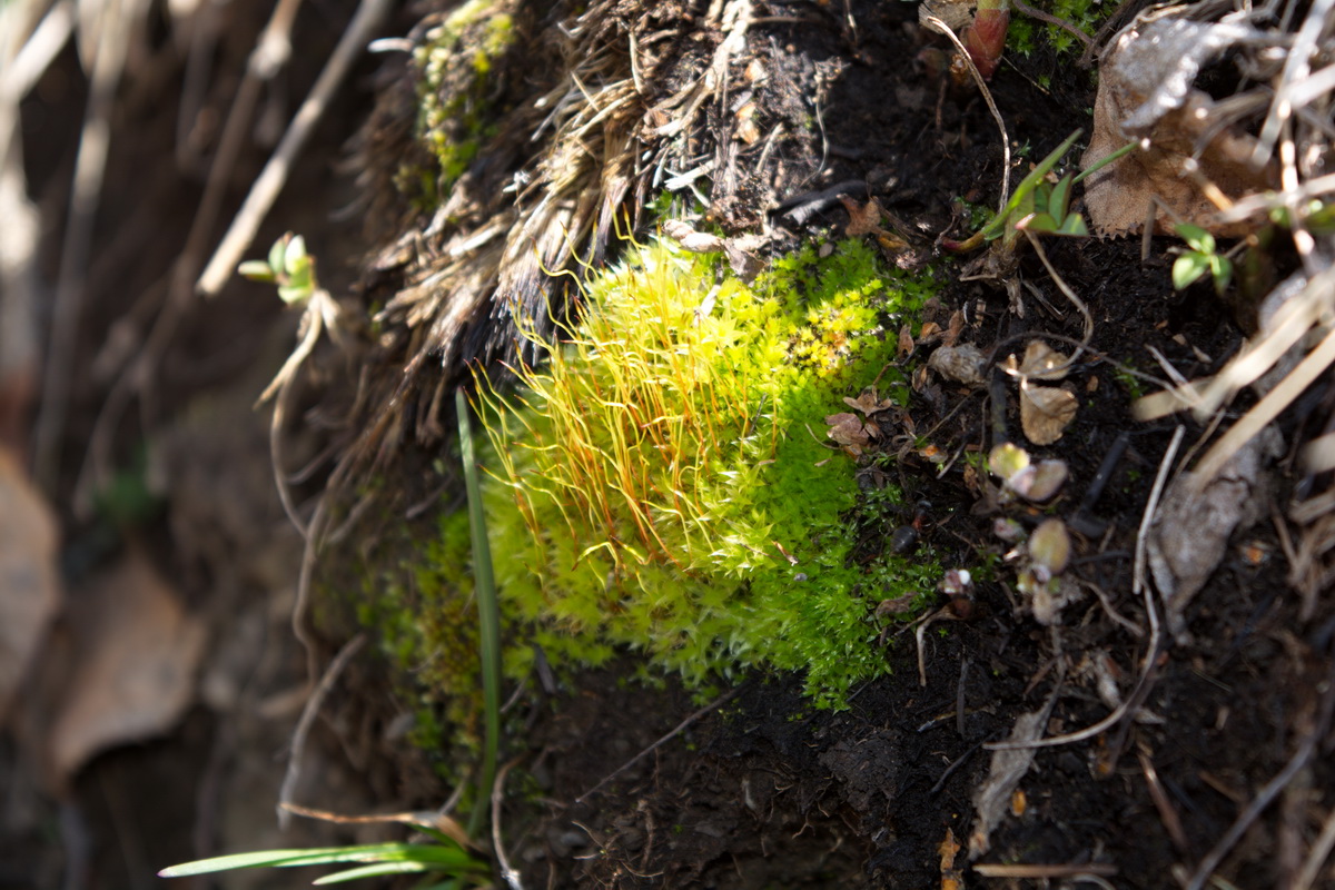 Image of class Bryopsida specimen.