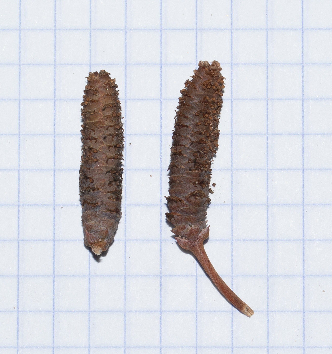 Image of Welwitschia mirabilis specimen.