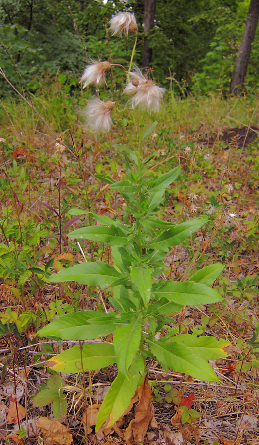 Изображение особи Cirsium setosum.