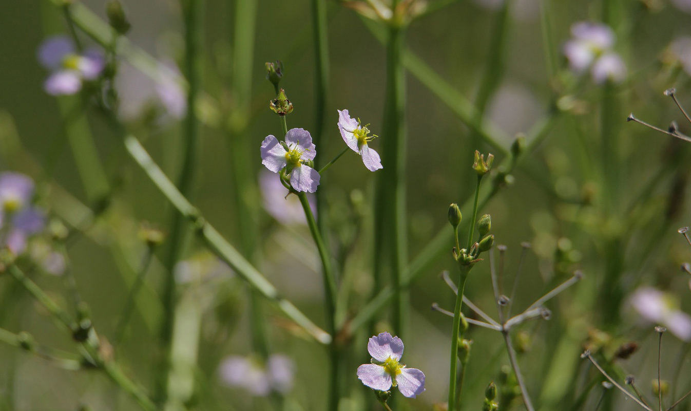 Image of Alisma lanceolatum specimen.