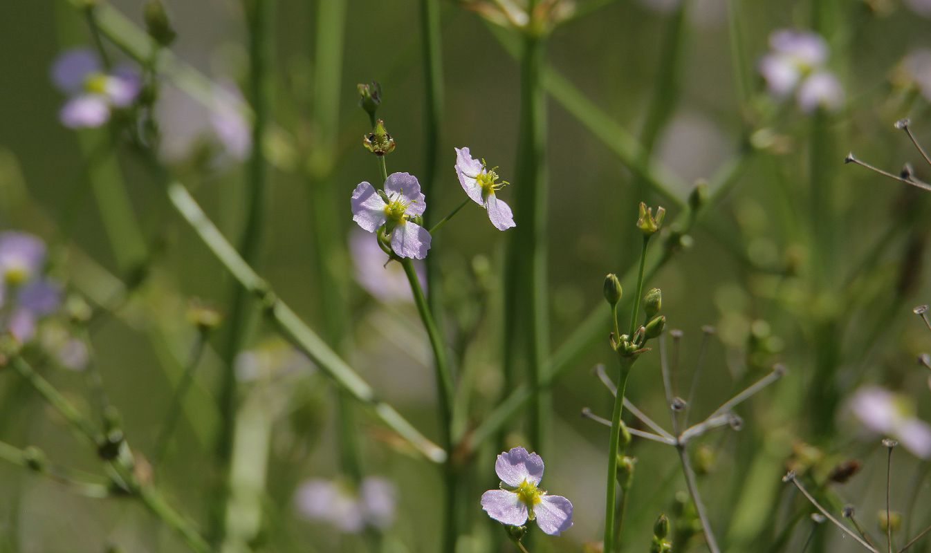 Изображение особи Alisma lanceolatum.