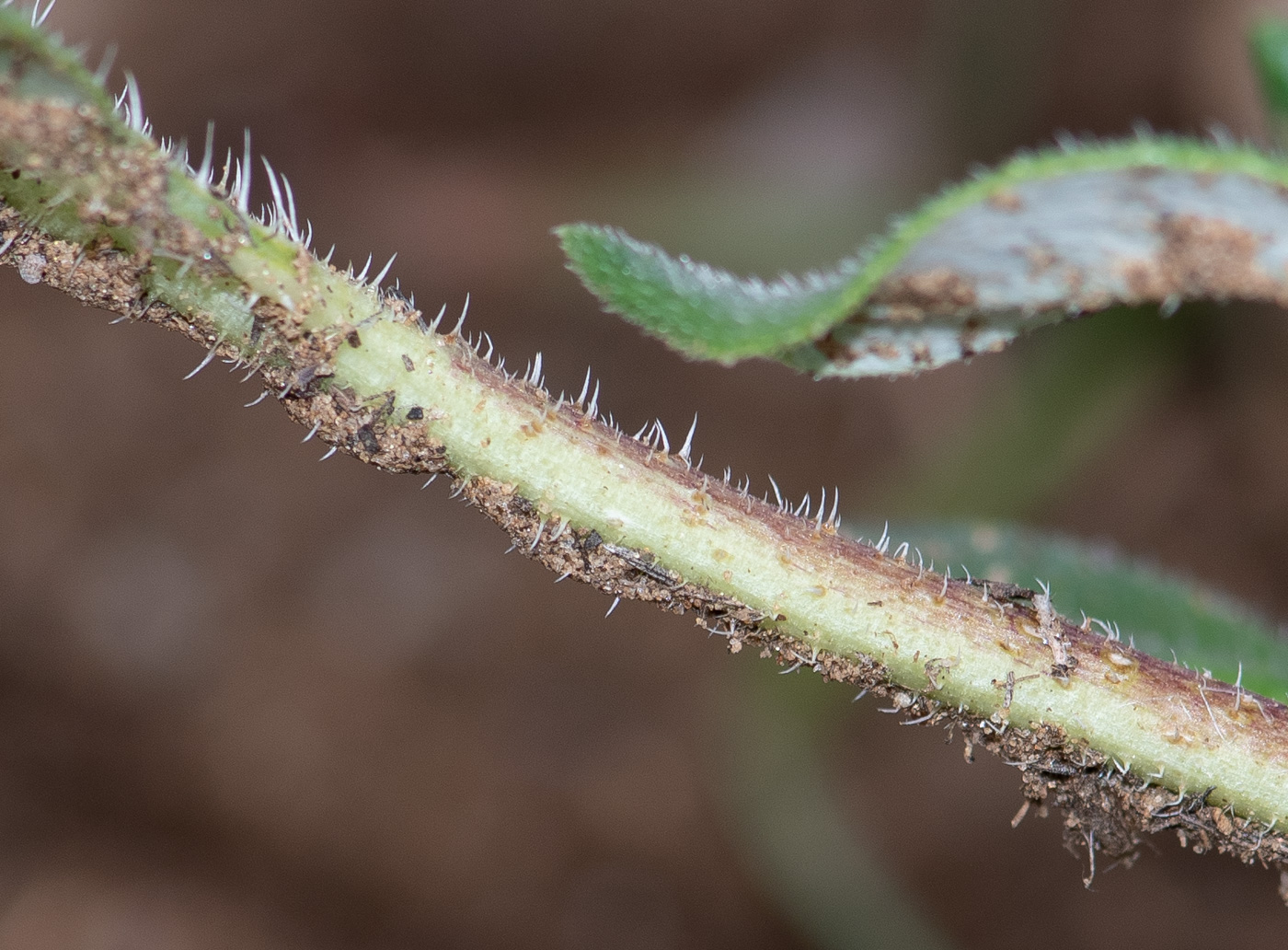 Изображение особи Hirpicium gazanioides.