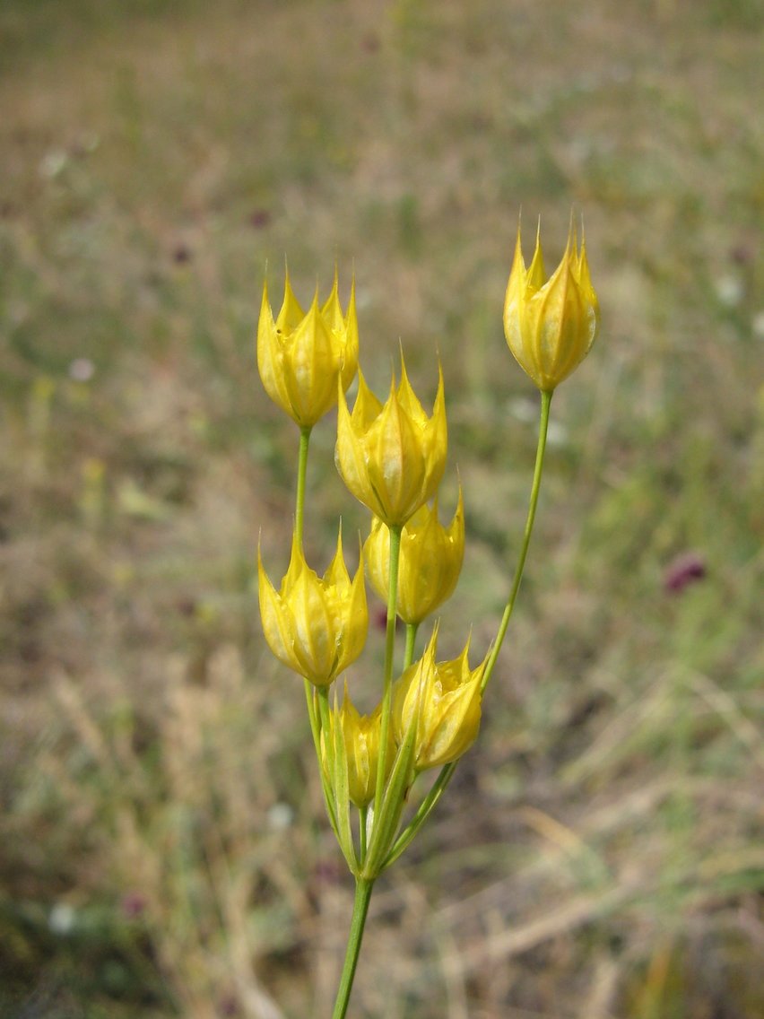 Изображение особи Bupleurum apiculatum.