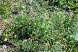 Lathyrus japonicus ssp. maritimus