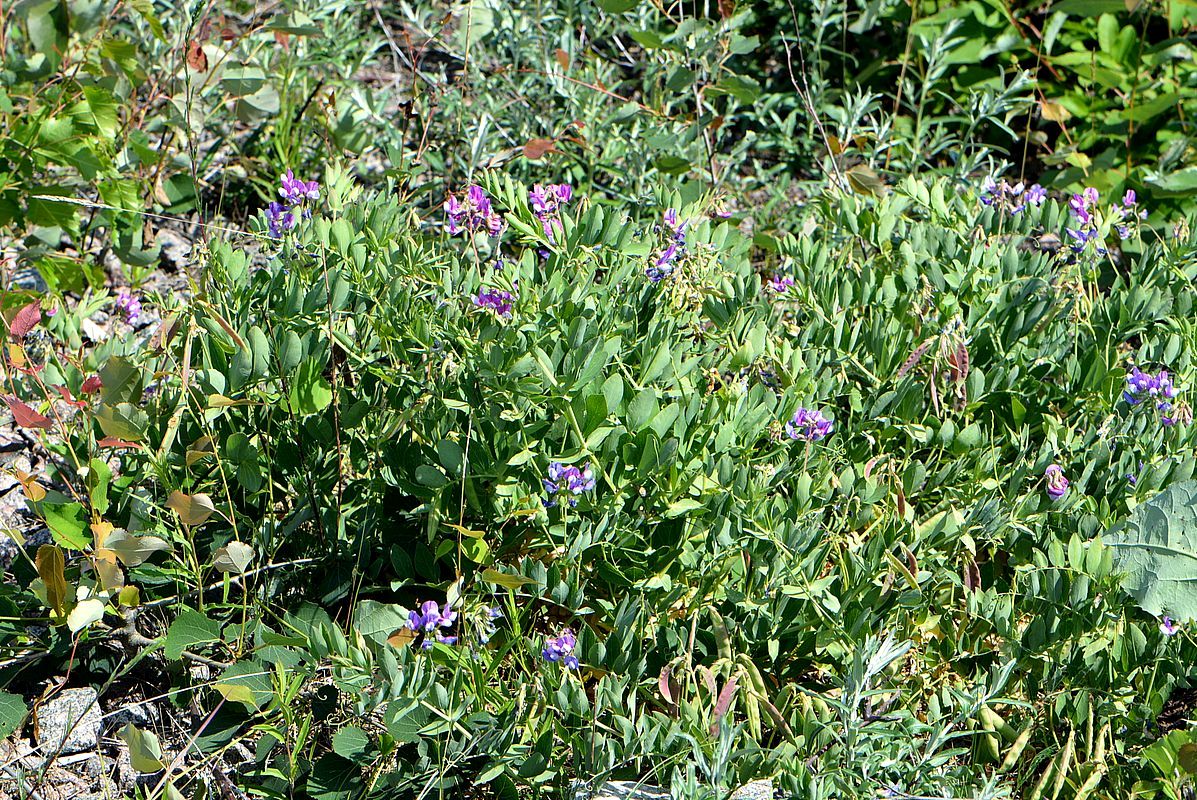 Image of Lathyrus japonicus ssp. maritimus specimen.