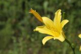 Hemerocallis minor