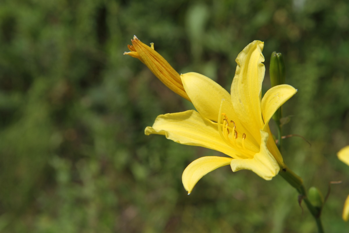 Изображение особи Hemerocallis minor.