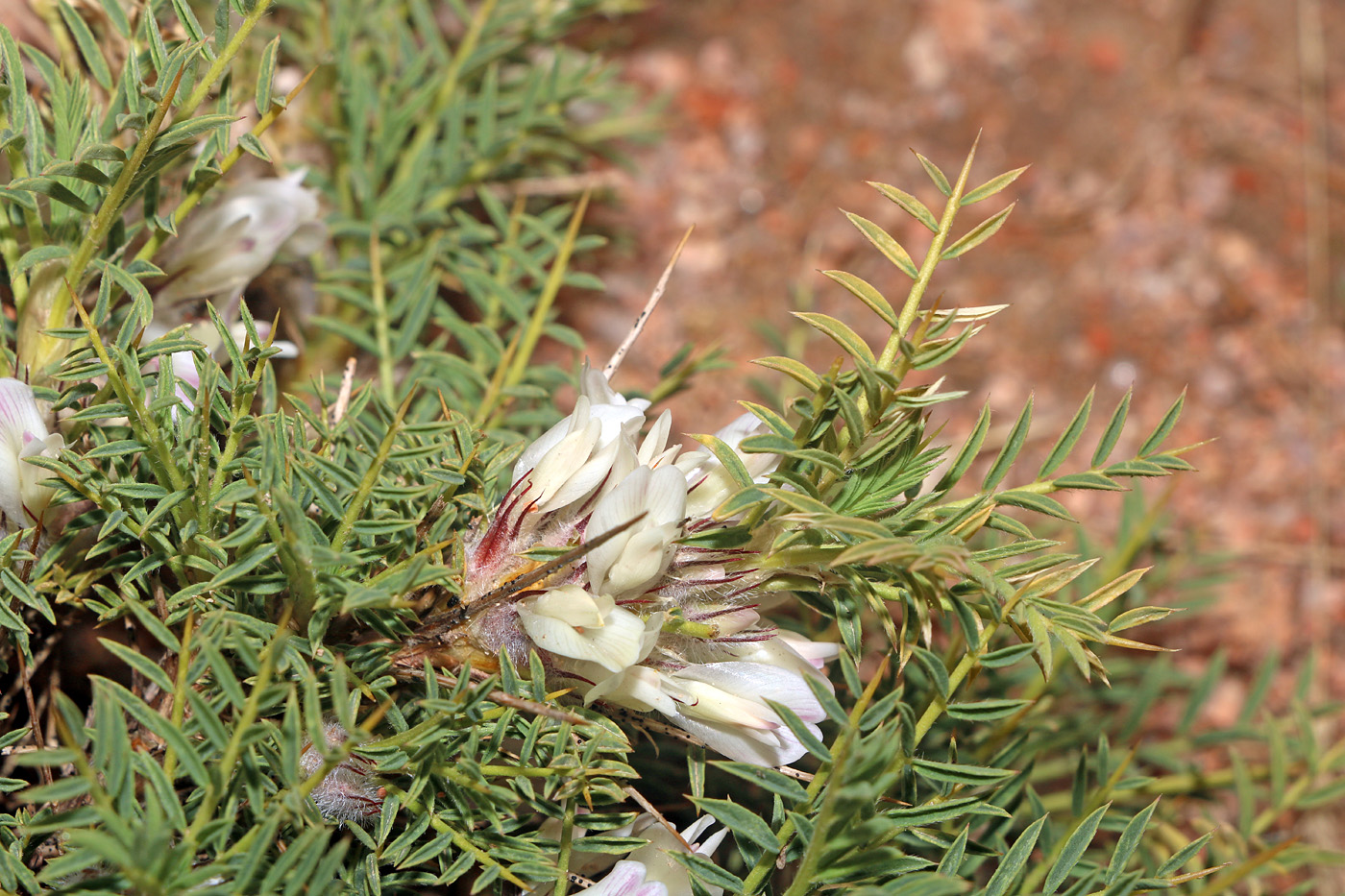 Изображение особи Astragalus asaphes.