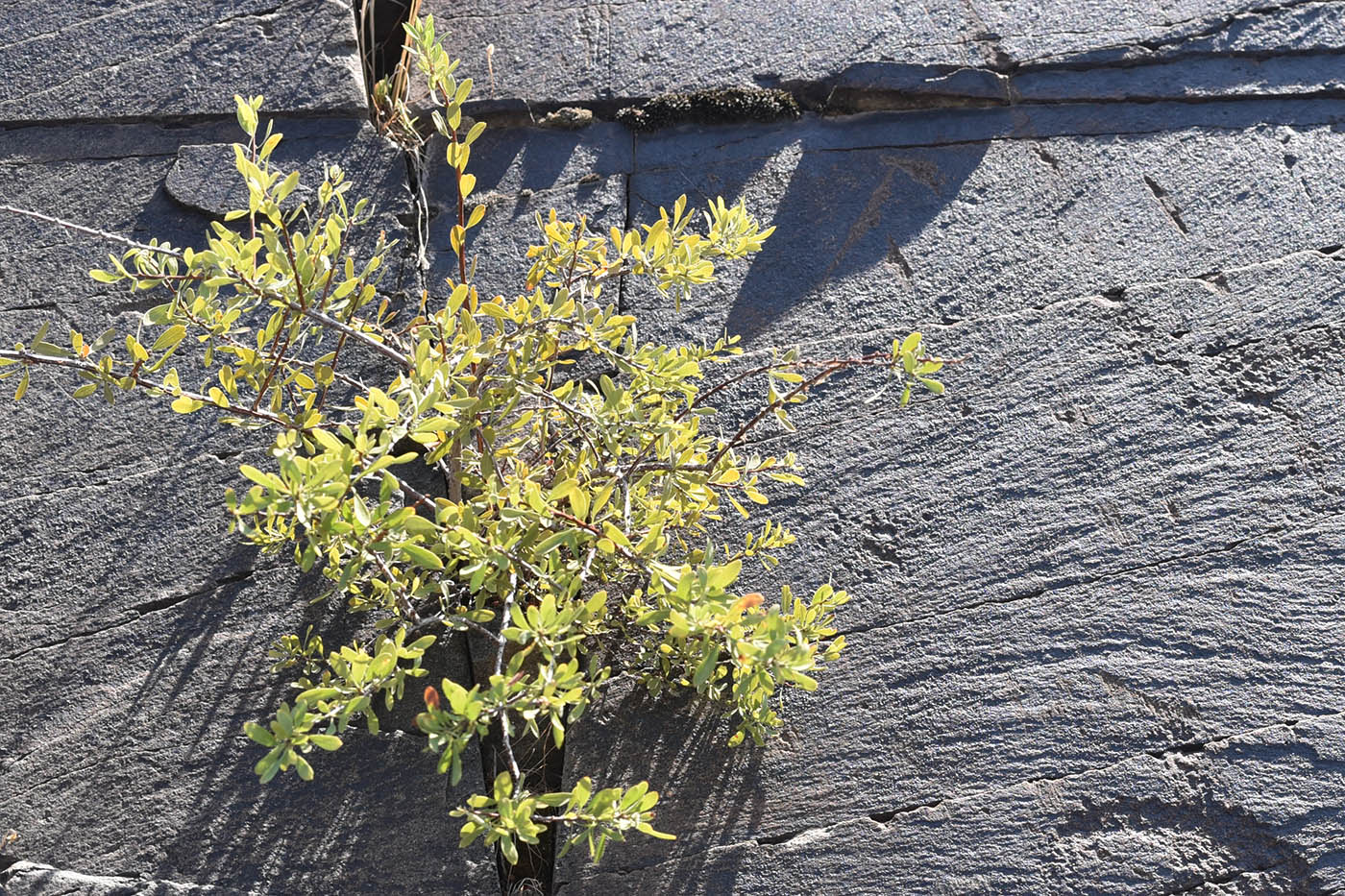 Image of Spiraea hypericifolia specimen.