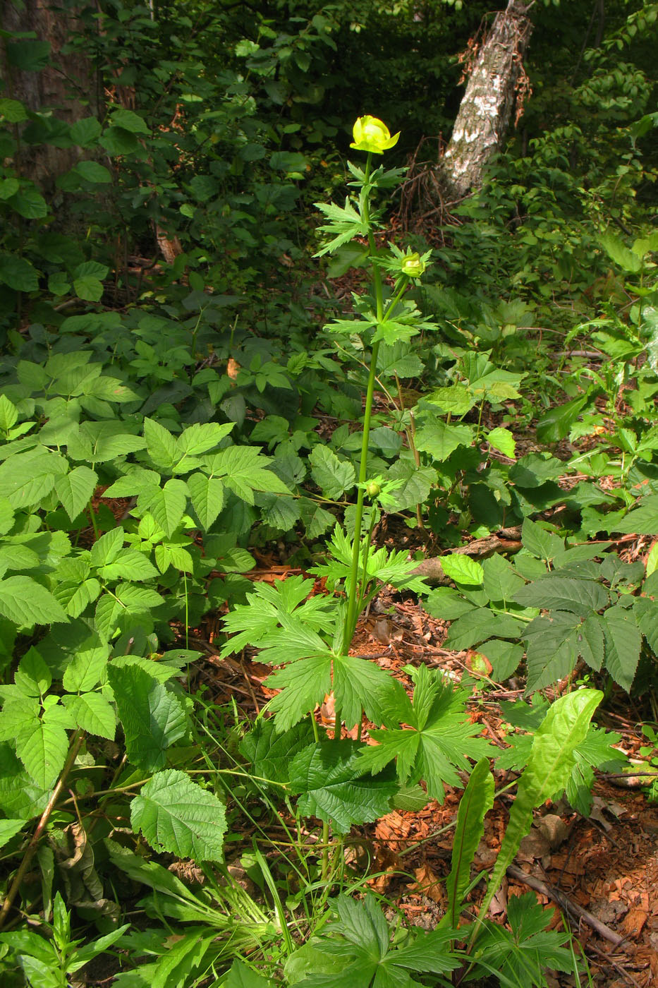 Image of Trollius europaeus specimen.